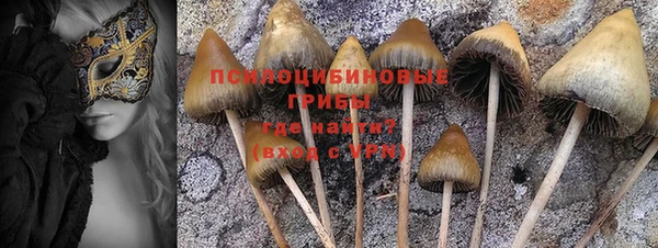 индика Бородино